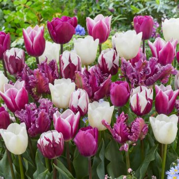 Tulipa Purple Dreams trio / Tulipán trio 6 db (LA)