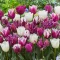 Tulipa Purple Dreams trio / Tulipán trio 6 db (LA)