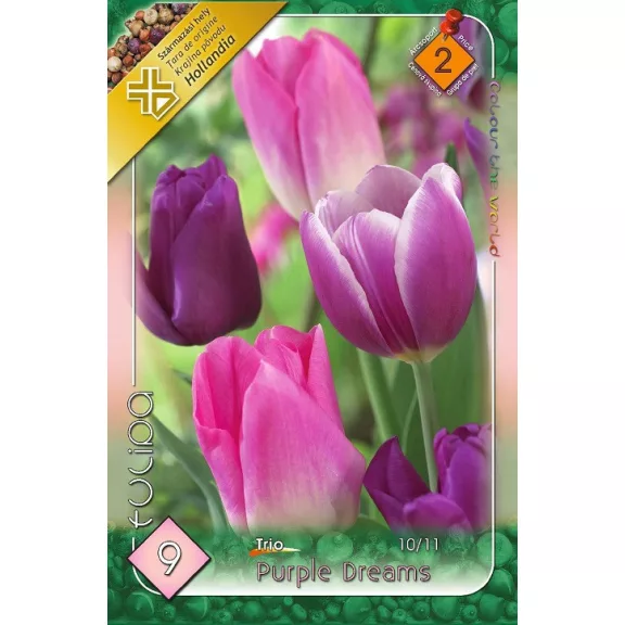 Tulipa Purple Dreams trio / Tulipán trio 6 db (LA)