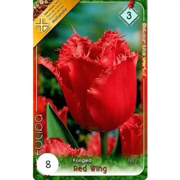 Tulipa Red Wing / Tulipán Red Wing rojtos szirmú 8 db (LA)