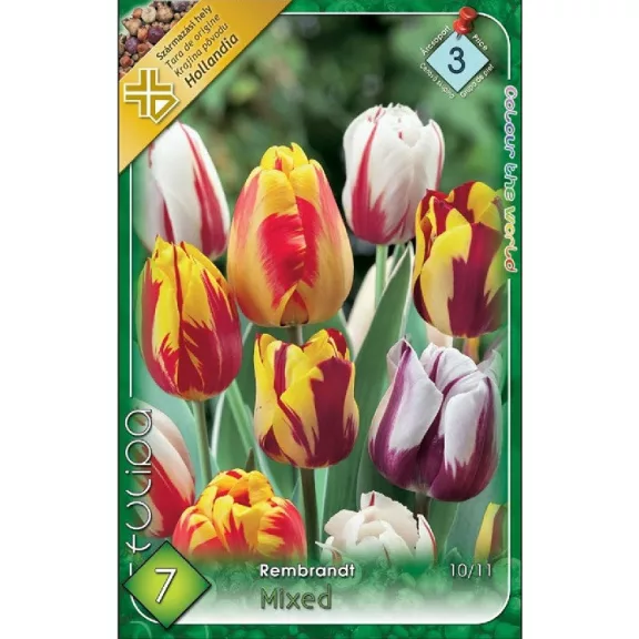 Tulipa Rembrandt mix / Rembrandt tulipán színkeverék 7 db (LA)