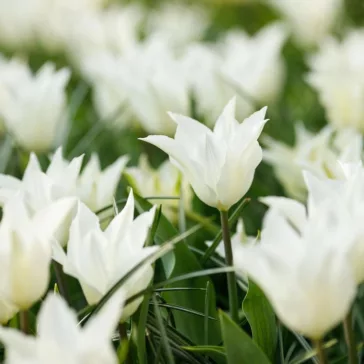 Tulipa Sapporo / Tulipán Sapporo 6 db (LA)