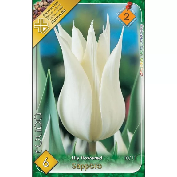 Tulipa Sapporo / Tulipán Sapporo 6 db (LA)