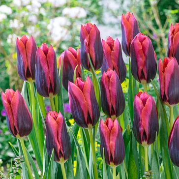Tulipa Slawa / Triumph tulipán 7 db (LA)