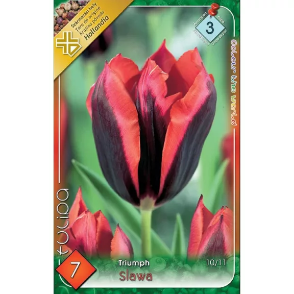 Tulipa Slawa / Triumph tulipán 7 db (LA)