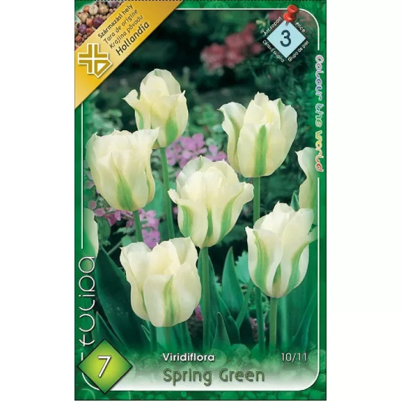 Tulipa Spring Green / Viridiflora tulipán 7 db (LA)