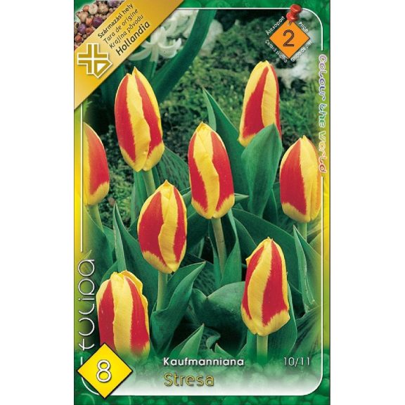 Tulipa Stresa / Tulipán Stresa 8 db (LA)