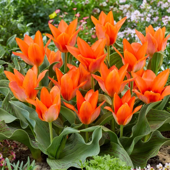 Tulipa Toronto / Csokros tulipán 10 db (LA)