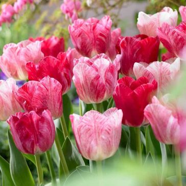 Tulipa Triumph Hemisphere / Triumph tulipán 6 db (LA)