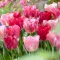 Tulipa Triumph Hemisphere / Triumph tulipán 6 db (LA)