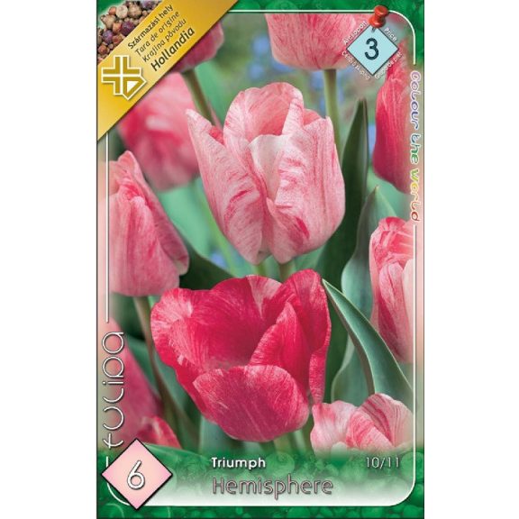 Tulipa Triumph Hemisphere / Triumph tulipán 6 db (LA)