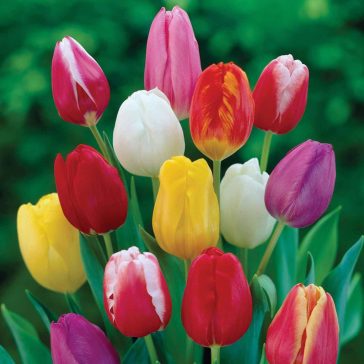   Tulipa Triumph mix / Triumph tulipán színkeverék 8 db (LA)