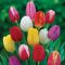 Tulipa Triumph mix / Triumph tulipán színkeverék 8 db (LA)
