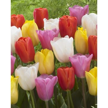   Tulipa Triumph mix 20 db / Triumph tulipán színkeverék 20 db (LA)