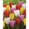 Tulipa Triumph mix 20 db / Triumph tulipán színkeverék 20 db (LA)