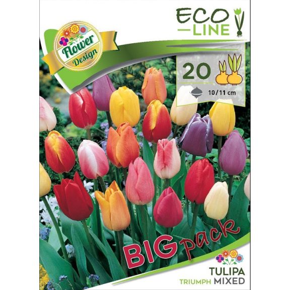 Tulipa Triumph mix 20 db / Triumph tulipán színkeverék 20 db (LA)