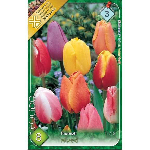 Tulipa Triumph mix / Triumph tulipán színkeverék 8 db (LA)