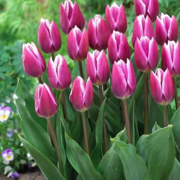 Tulipa Synaeda Blue Valentine / Triumph tulipán 7 db (LA)