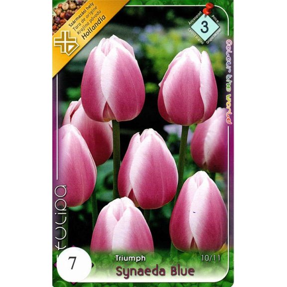 Tulipa Synaeda Blue Valentine / Triumph tulipán 7 db (LA)