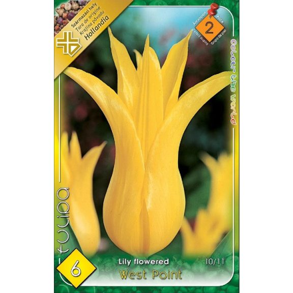 Tulipa West Point / Tulipán West Point 6 db (LA)