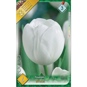 Tulipa White Dream / Triumph White/ tulipán 6 db (LA)