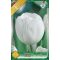 Tulipa White Dream / Triumph White/ tulipán 6 db (LA)