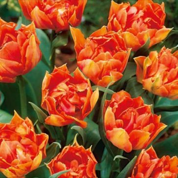   Tulipa Willem van Oranje / Teltvirágú korai tulipán 6 db (LA)
