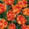 Tulipa Willem van Oranje / Teltvirágú korai tulipán 6 db (LA)