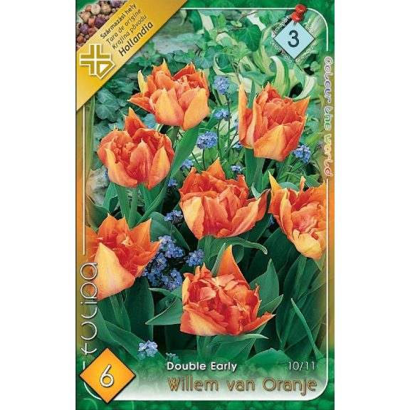 Tulipa Willem van Oranje / Teltvirágú korai tulipán 6 db (LA)