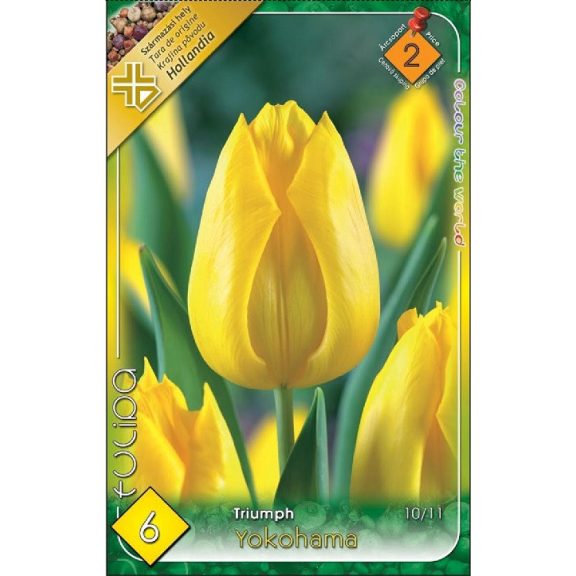 Tulipa Yokohama / Tulipán Yokohama 6 db (LA)