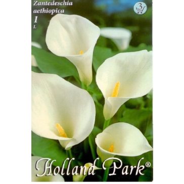 Zantedeschia aethiopica / Kála 1 db (LA)