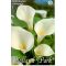 Zantedeschia aethiopica / Kála 1 db (LA)