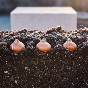 Mikor és hogyan ültessük el az őszi virághagymákat? 